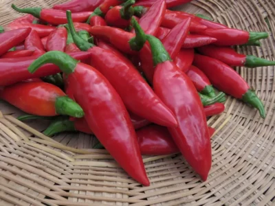 BalikDec15-2 Fresh red Balik hot pepper in basket