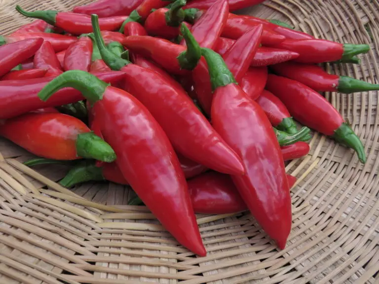 Fresh red Balik hot pepper in basket