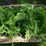 Freshly harvested arugula leaves pictured in a basket.