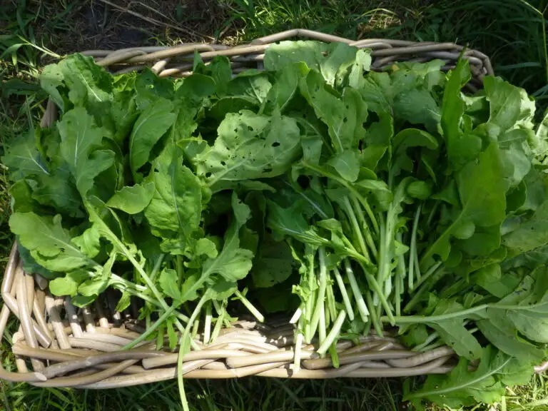 Arugula Seeds Freshly harvested arugula leaves pictured in a basket.