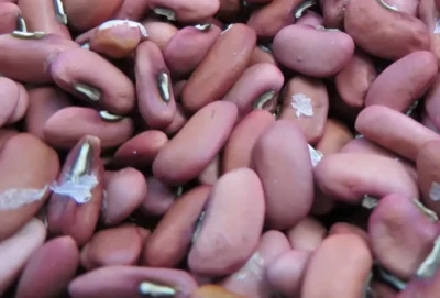 Long Bean Seeds, Arşın