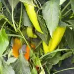 Bgci Carliston sweet peppers on the vine