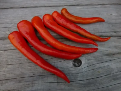 BagciCarliston2 Sweet Pepper Seeds, Bağcı Çarliston