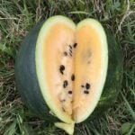 Watermelon Seeds, Çekirdeği Oyalı (Orange Flesh)