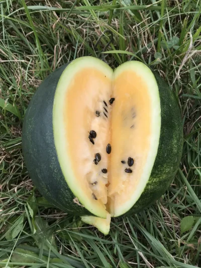 CEOT1 Çekirdeği Oyalı Orange Flesh watermelon photographed on grass