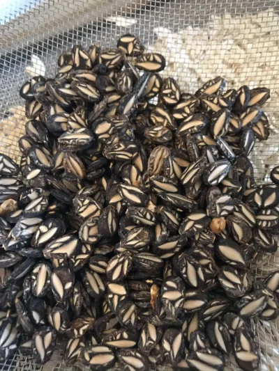 CEOT3 Cekirdegi Oyali watermelon seeds