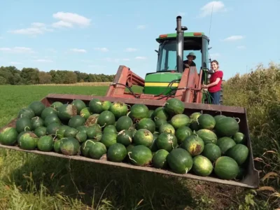 CEOTIowa Watermelon Seeds, Çekirdeği Oyalı (Orange Flesh)