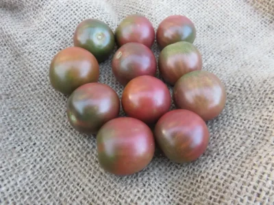 ChocolateCherry Cluster of ripe Chocolate Cherry tomatoes on burlap bag