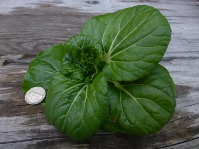 EDBC Extra Dwarf Bok Choy