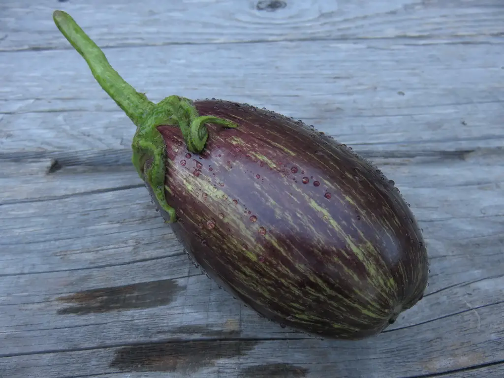 Edirne Purple Striped