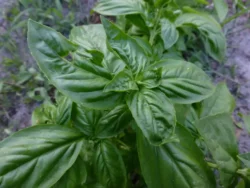 Genovese Basil