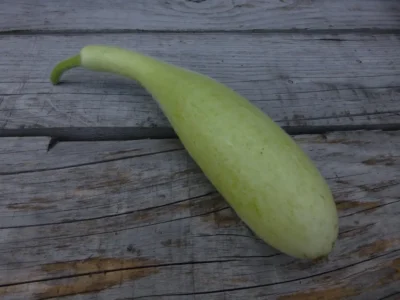 Haylan Gourd Seeds, Haylan