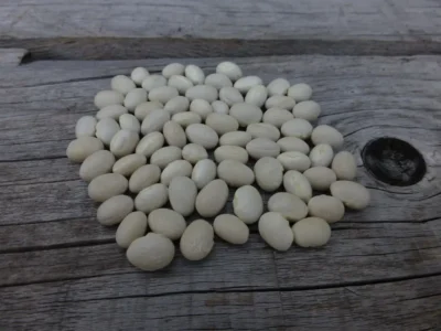 Ispir Dry Bean Seeds, İspir