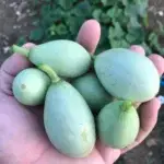 Summer Squash Seeds, Kars Egg