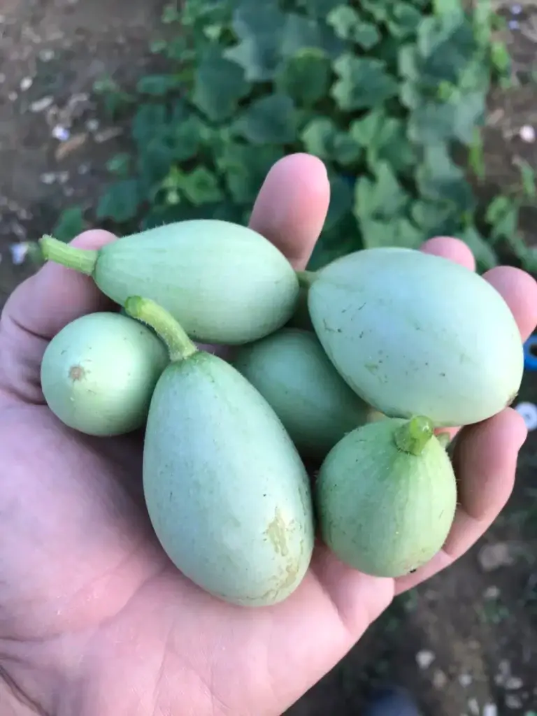 Summer Squash Seeds, Kars Egg Farmer's hand holding six Kars Egg summer squash fruits.