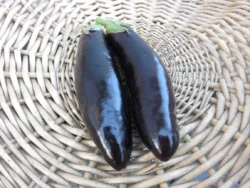 Two shiny, dark Kemer Turkish eggplants in basket