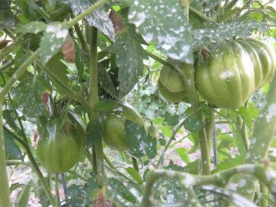 KopekHayasi4 Tomato Seeds, Köpek Hayası