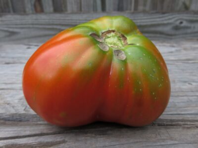 KopekHayasi5 Tomato Seeds, Köpek Hayası