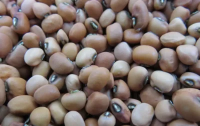 LolazSeeds1 Black-Eyed Pea (Cowpea) Seeds, Lolaz