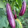 Three Manisa Striped eggplants on plant