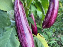 Three Manisa Striped eggplants on plant