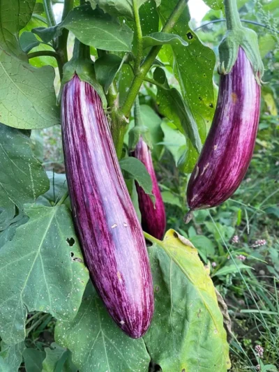 Manisa_Striped_eggplant Three Manisa Striped eggplants on plant