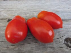 Martino's Roma Paste Tomato
