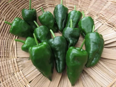 Poblano Ancho Poblano hot pepper in a basket
