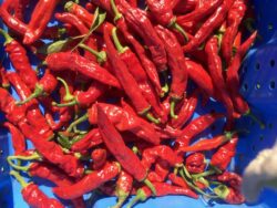 Vibrant red hot Pul Biberlik Maras hot Turkish peppers in basket