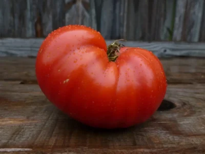 Purple Bozdag Bozdag Purple tomato