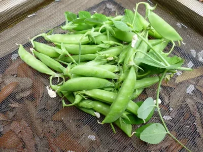 Sugar Snap Pea Sugar Snap Pea
