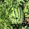 Sürme watermelon on the vine