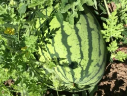 Sürme watermelon on the vine