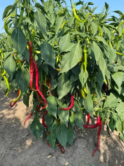 Sweet Pepper Seeds, Tatlı Kıl