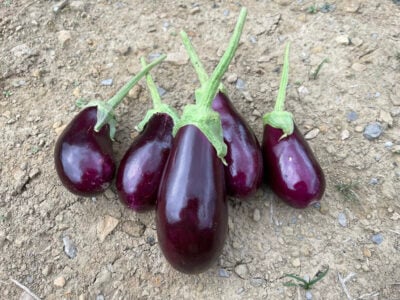 TopAd2 Topak Adana eggplant fruits photographed on the ground