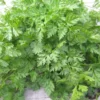 Fresh green Brussels Winter chervil leaves