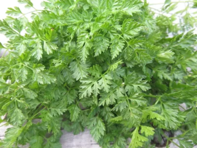 Chervil Fresh green Brussels Winter chervil leaves
