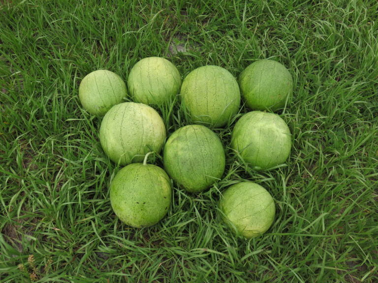 Yeni Dunya watermelons on grassy ground