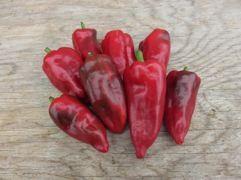 Emcelli hot pepper on wooden surface