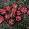 Red Kamber sweet peppers scattered on grass