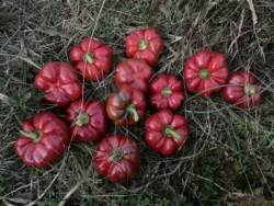Red Kamber sweet peppers scattered on grass