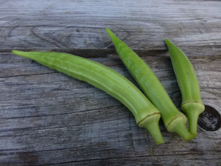 Okra Seeds, Yalova Akköy Three Yalova Akkoy okra pods photographed on an old wooden cabinet.