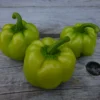 Three green Kandil bell peppers on wood