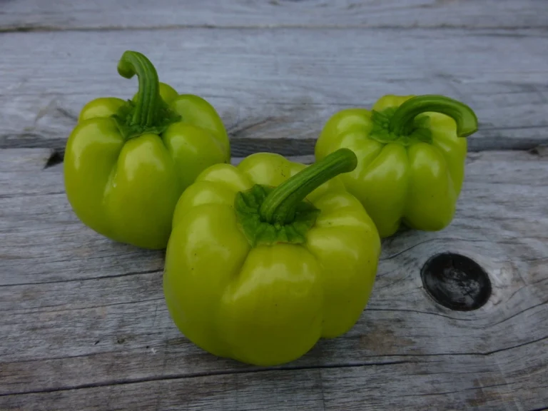 Sweet Bell Pepper Seeds, Kandil Dolma Three green Kandil bell peppers on wood