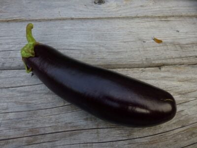 Pala49-3 Eggplant Seeds, Pala 49