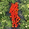 MP4 Tomato Seeds, Mountain Princess