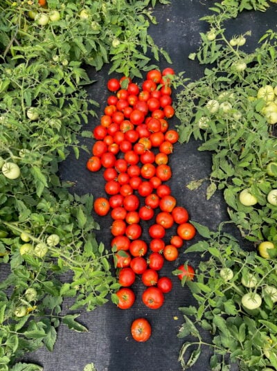 MP4 Tomato Seeds, Mountain Princess