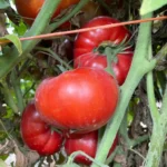 Tomato Seeds, Lice Red