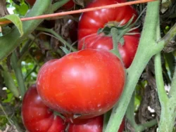Ripe Lice red tomatoes growing on vines