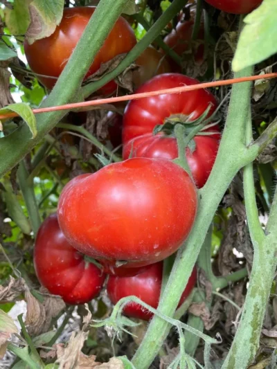 Lice_Red Ripe Lice red tomatoes growing on vines